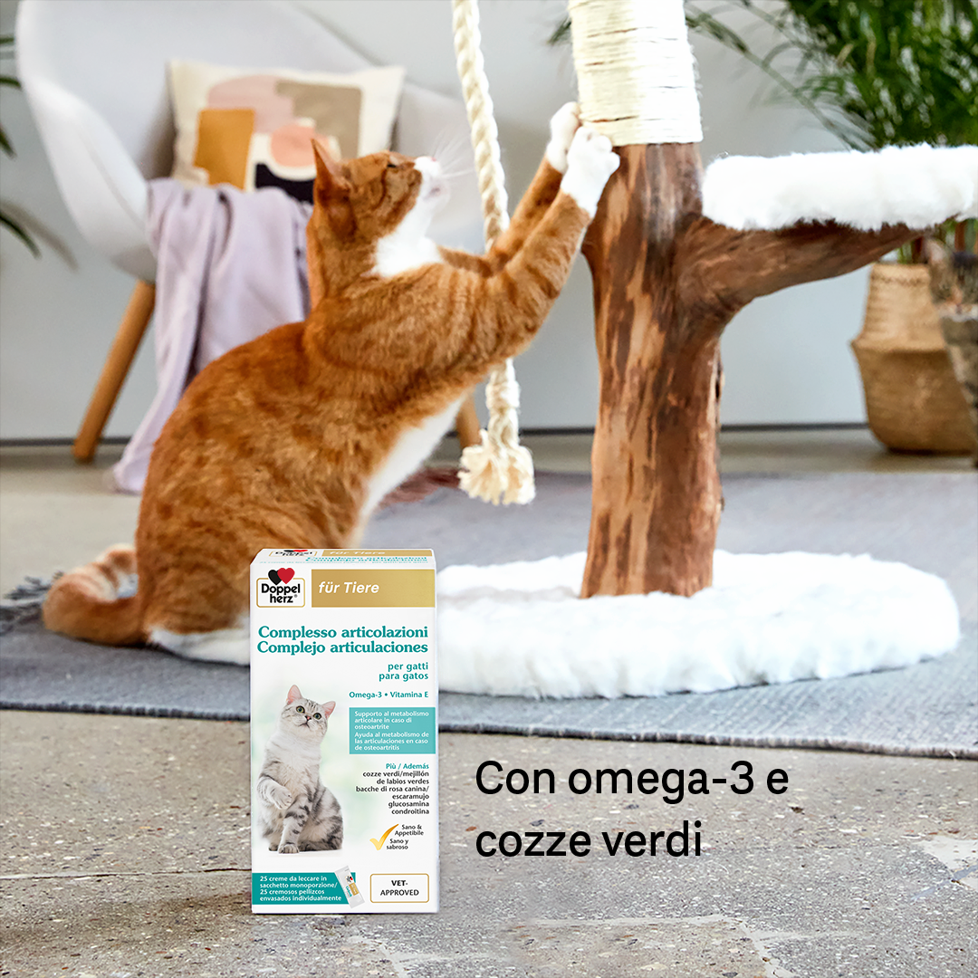 Complesso articolazioni per gatti